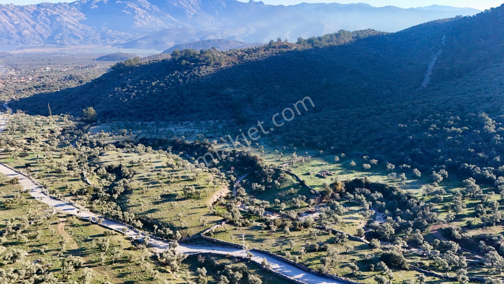 Muğla Milas Pınarcık'ta Zeytinlik - Görsel 8