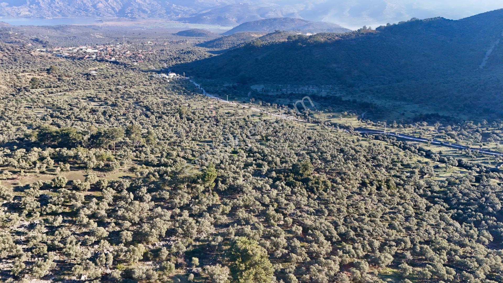 Muğla Milas Pınarcık'ta Zeytinlik - Görsel 18