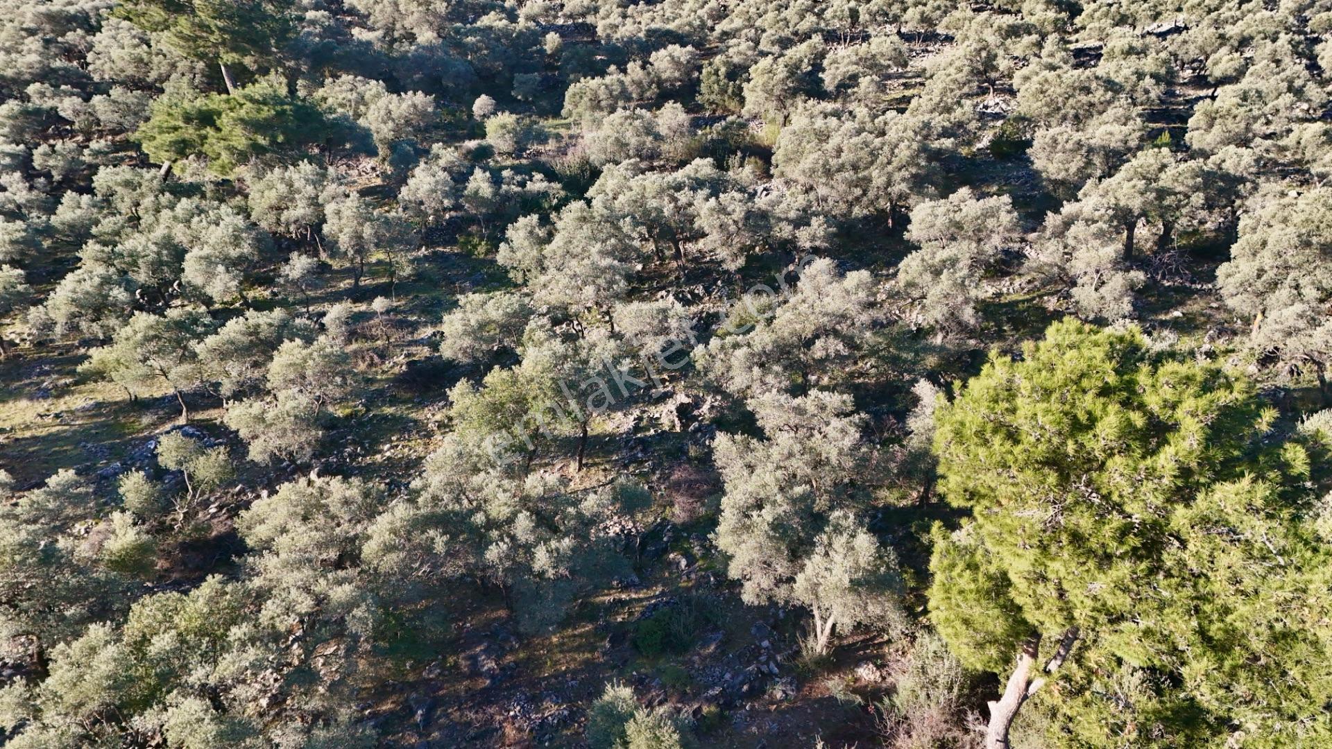 Muğla Milas Pınarcık'ta Zeytinlik - Görsel 7