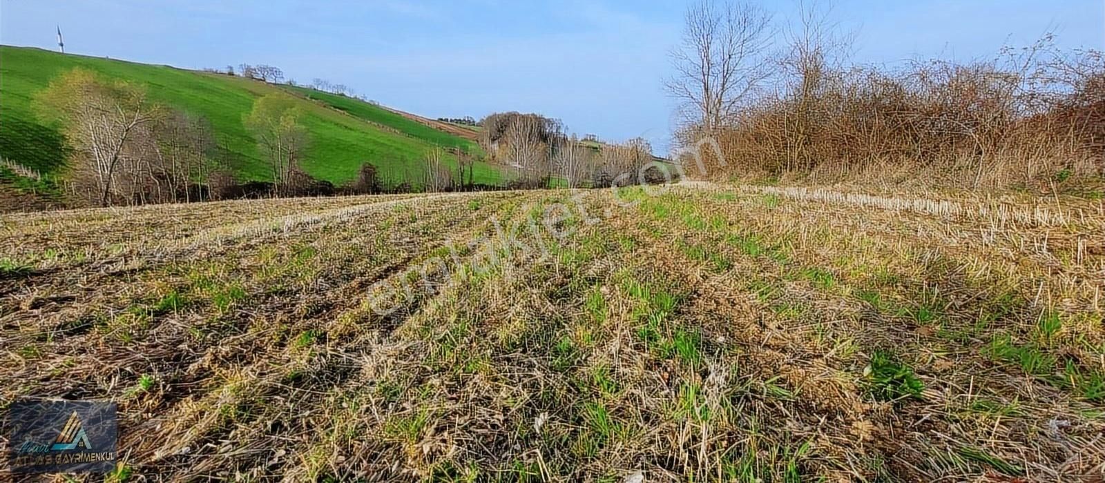 Samsun Alaçam Karahüseyinli De Köy Yerleşik Alanda 3 Evlik Tarla - Görsel 7