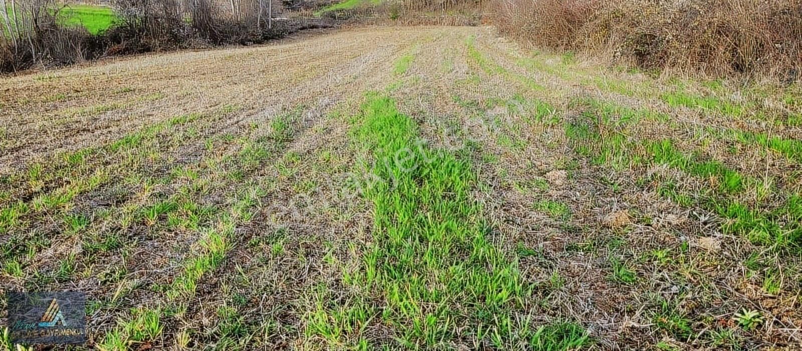 Samsun Alaçam Karahüseyinli De Köy Yerleşik Alanda 3 Evlik Tarla - Görsel 13