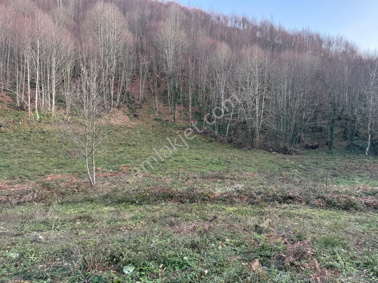 C21 İz Mehmet Çakar'dan İkramiye'de Yatırmlık Arazi - Görsel 2