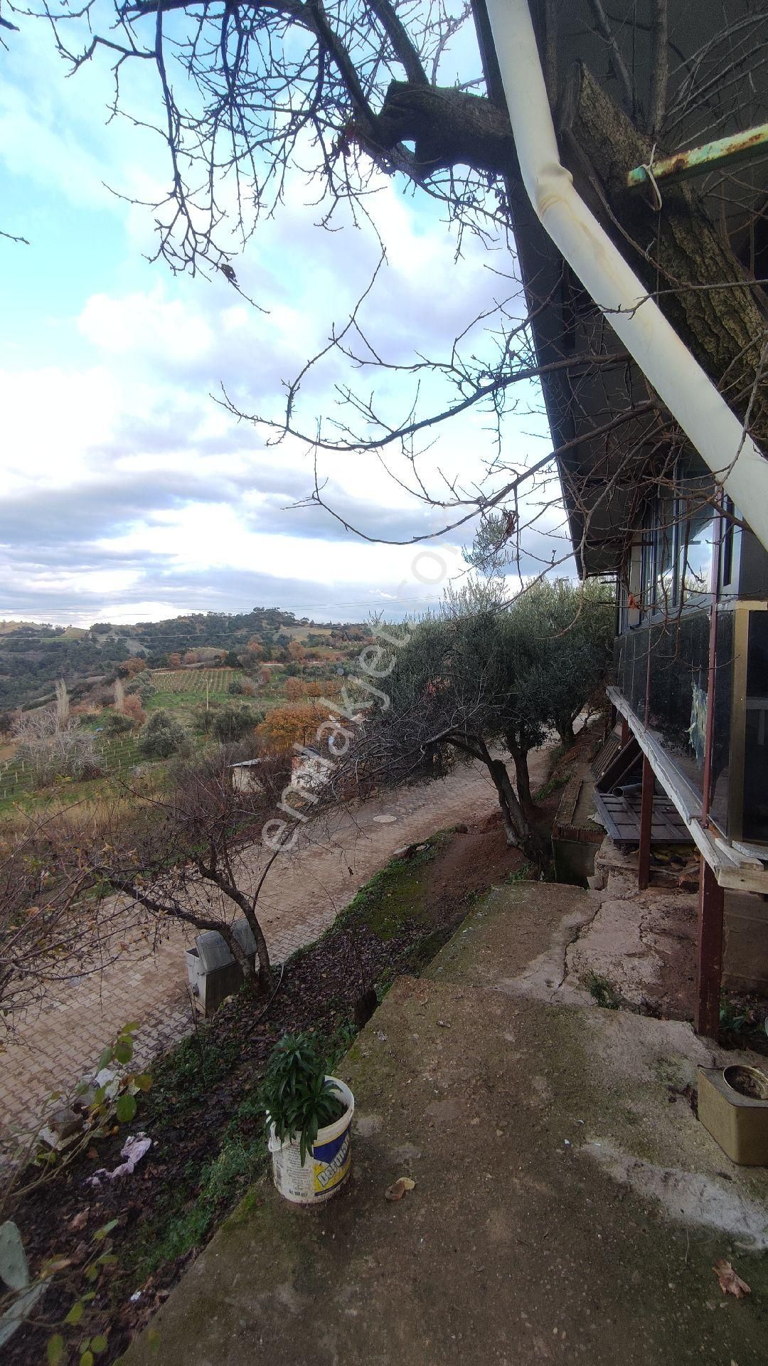 Salihli Yağmurlar Mahallesi'nde Satılık Köy Evi Ve Zeytinlik - Görsel 11