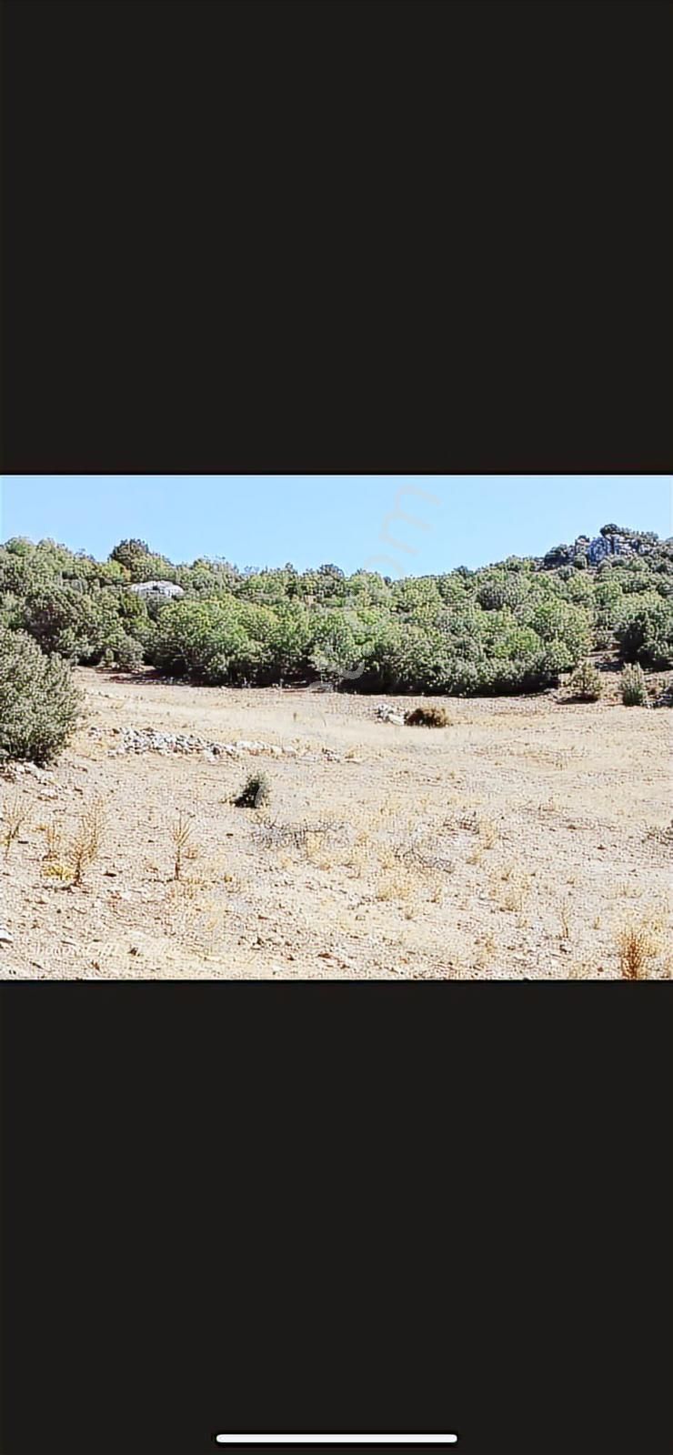 Yayla Seki Yenice Mevkiinde Satılık Tarla - Görsel 8