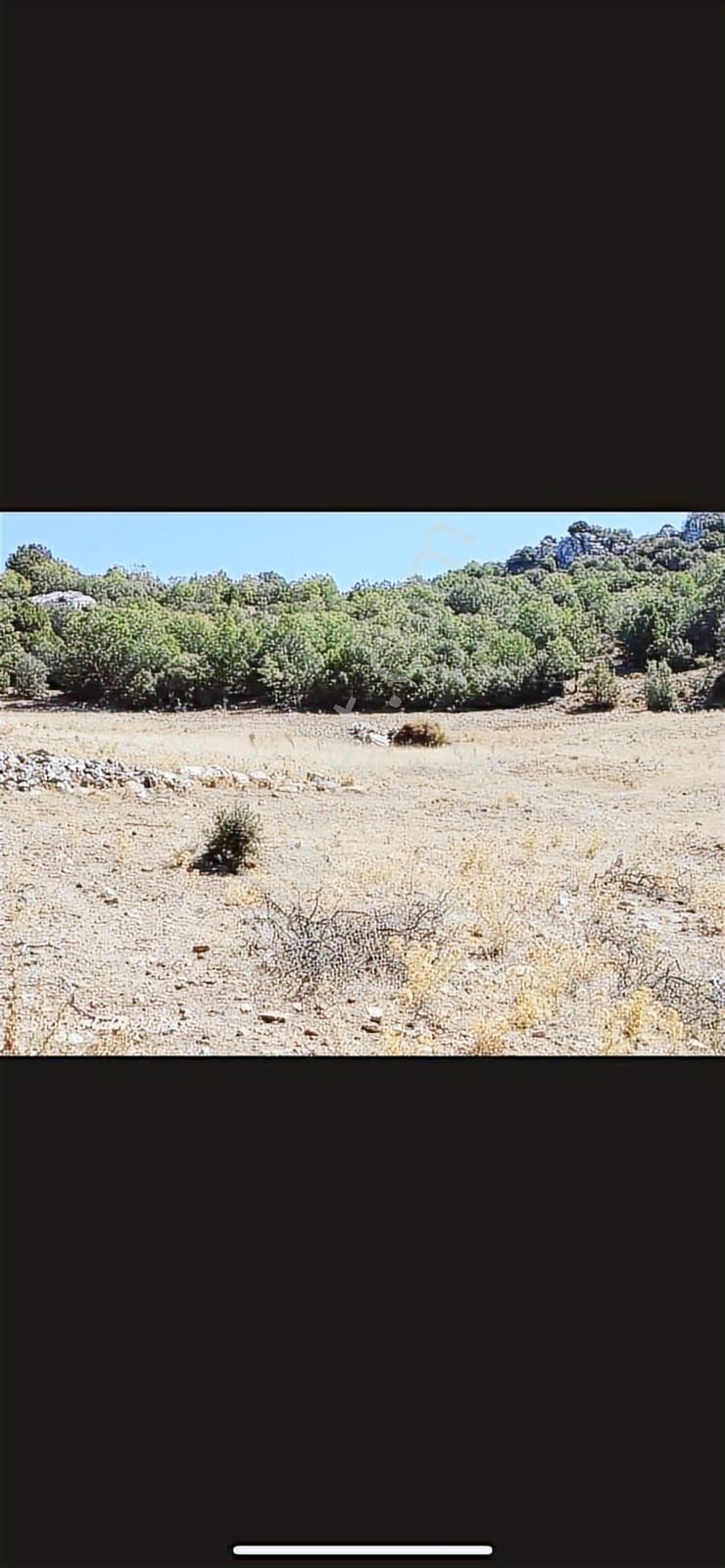 Yayla Seki Yenice Mevkiinde Satılık Tarla - Görsel 10