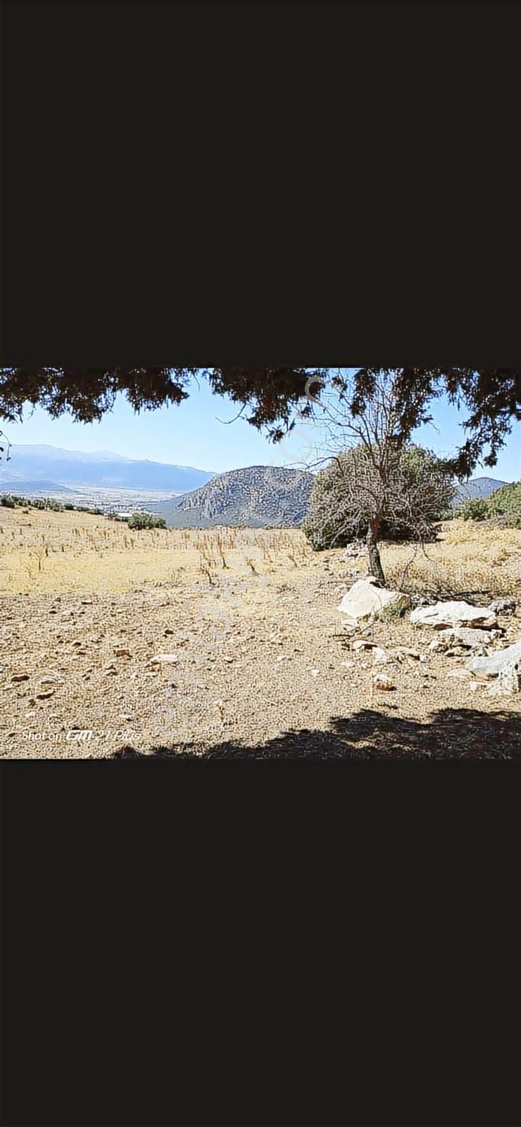 Yayla Seki Yenice Mevkiinde Satılık Tarla