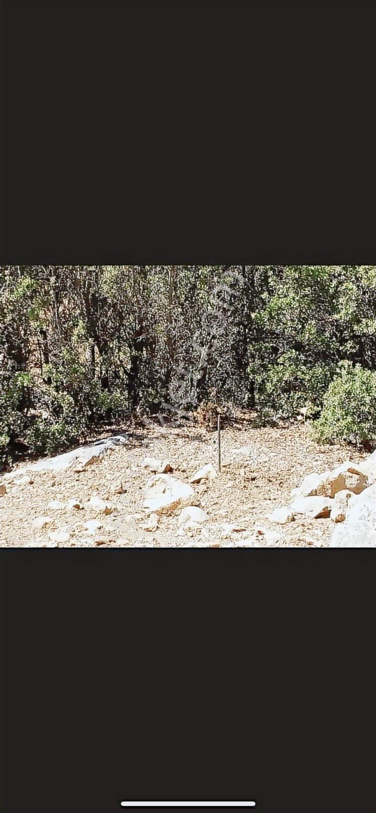 Yayla Seki Yenice Mevkiinde Satılık Tarla - Görsel 9