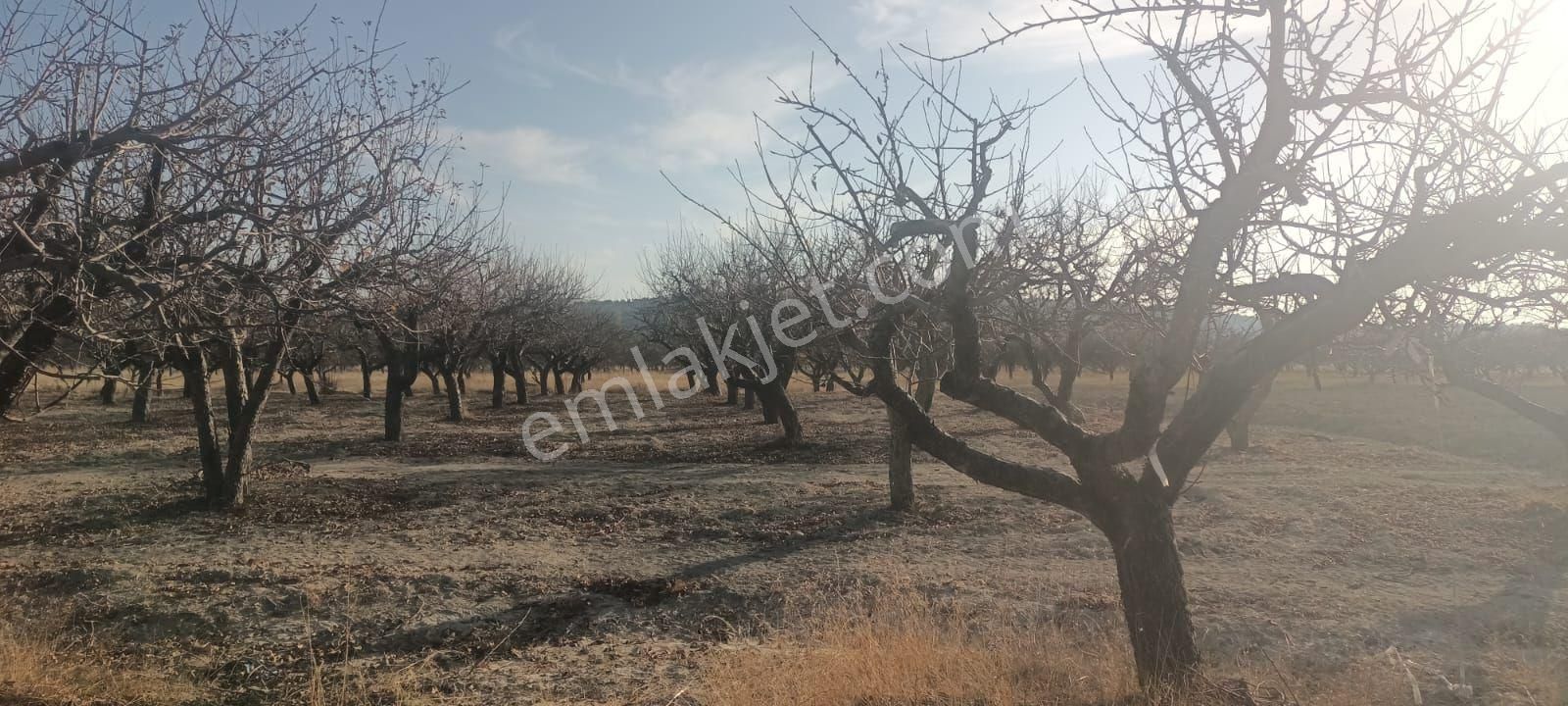 Aydıncık Emlaktan Satılık Elma Bahçesi - Görsel 7