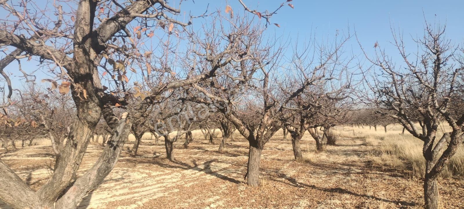 Aydıncık Emlaktan Satılık Elma Bahçesi - Görsel 13