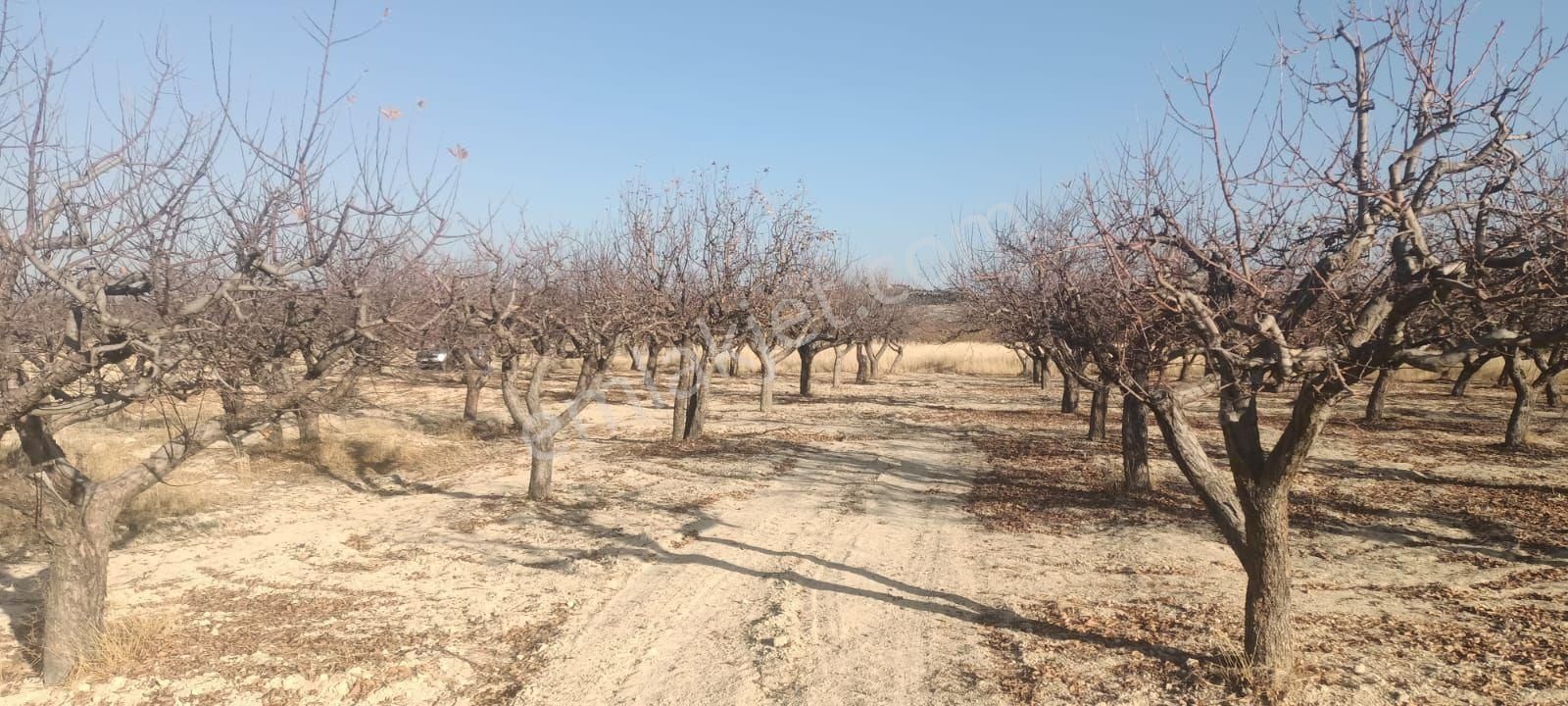 Aydıncık Emlaktan Satılık Elma Bahçesi - Görsel 6