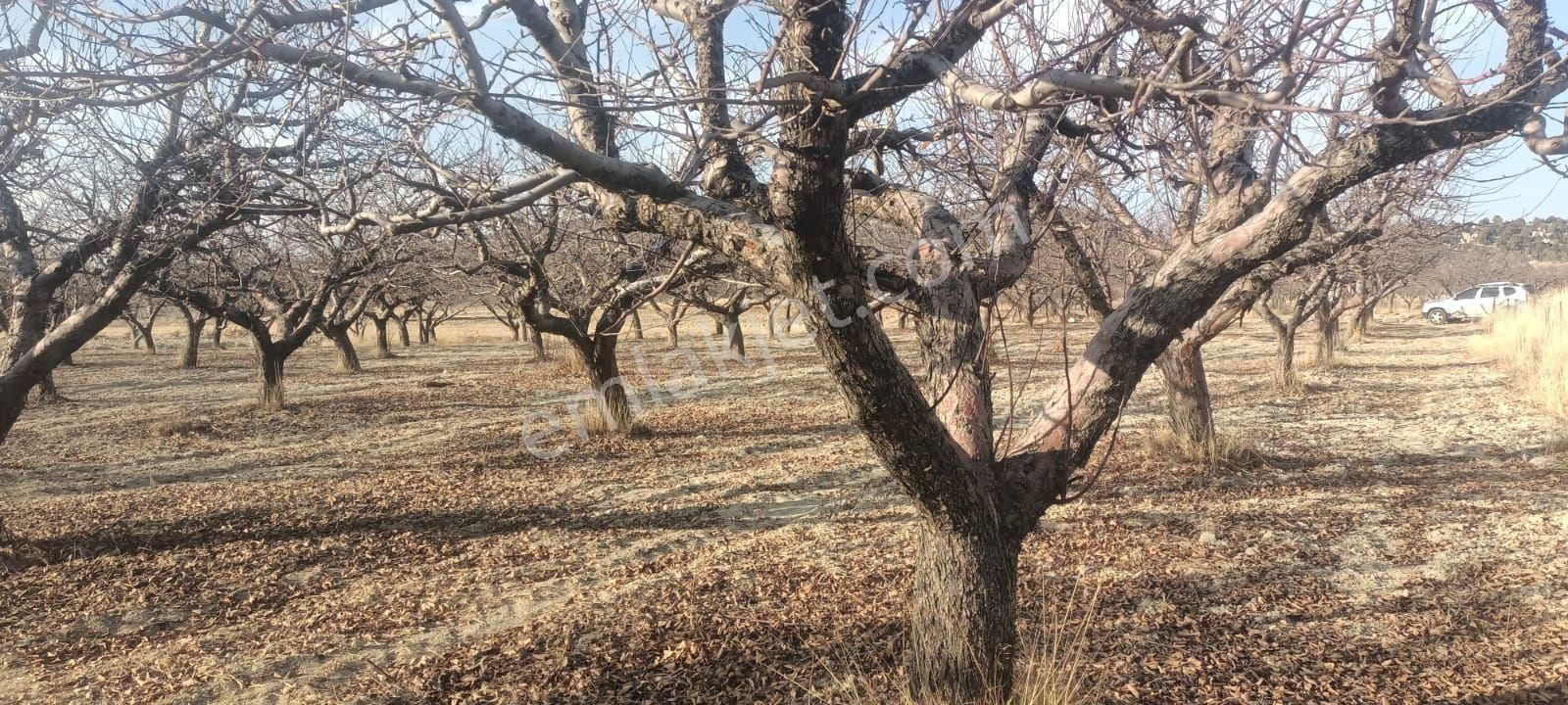 Aydıncık Emlaktan Satılık Elma Bahçesi - Görsel 26