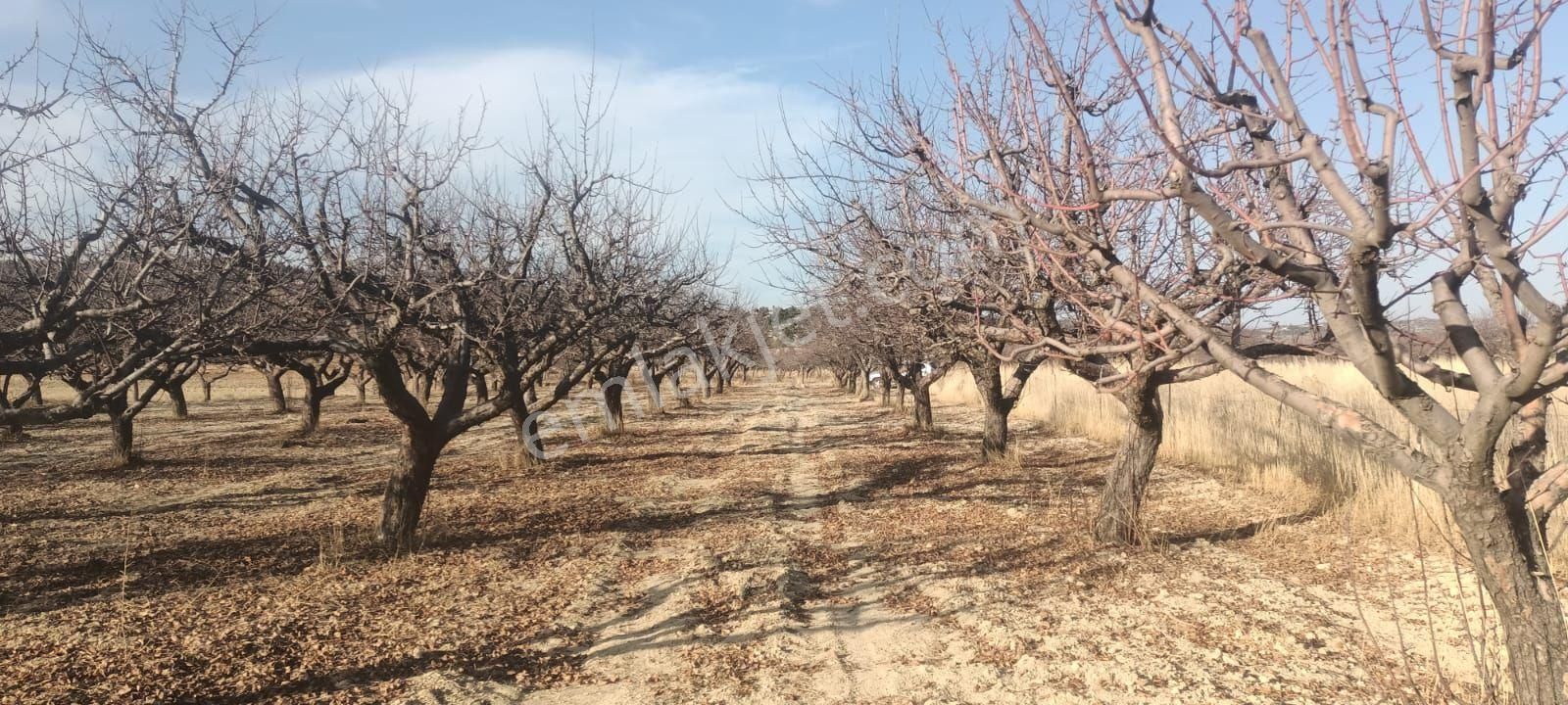 Aydıncık Emlaktan Satılık Elma Bahçesi - Görsel 19
