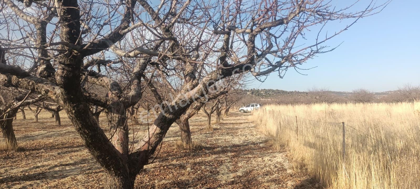 Aydıncık Emlaktan Satılık Elma Bahçesi - Görsel 25