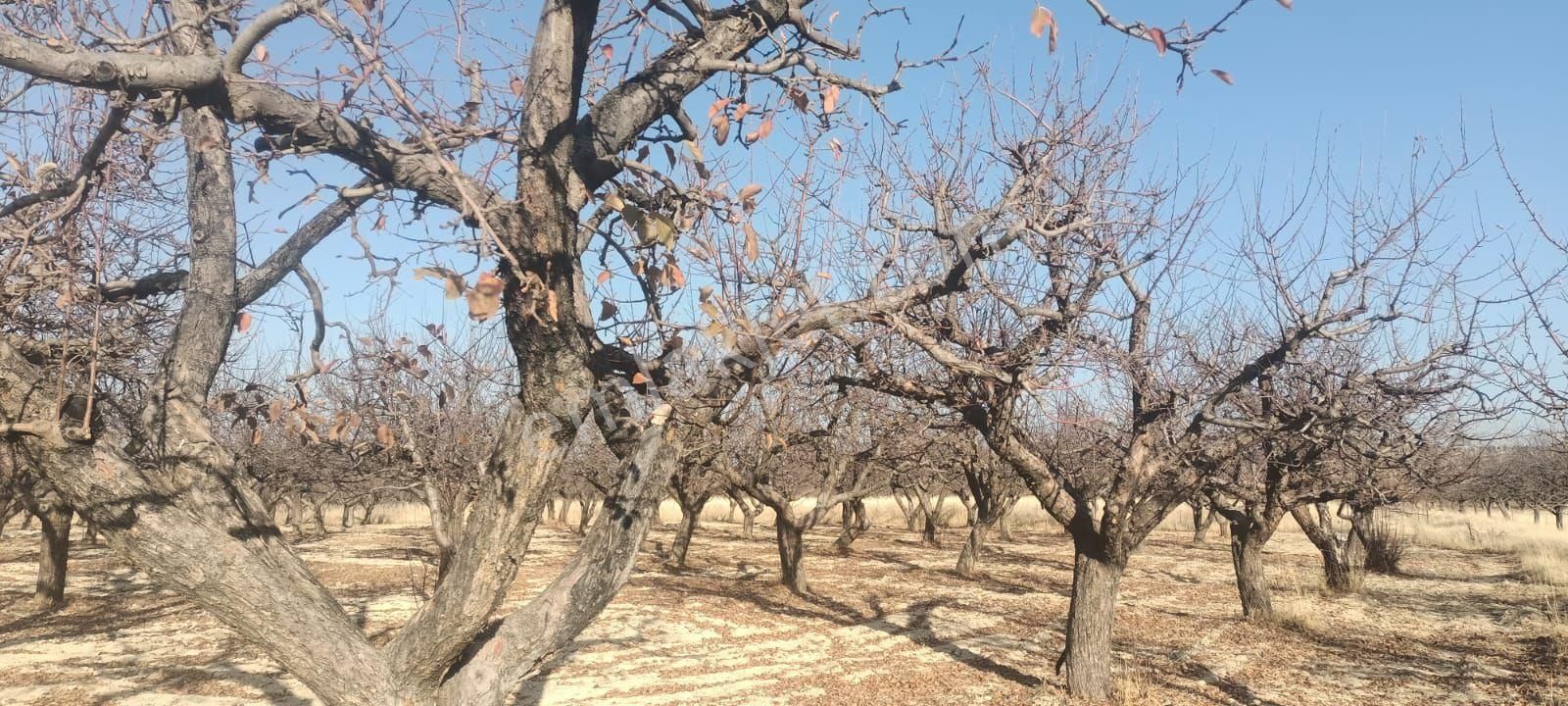 Aydıncık Emlaktan Satılık Elma Bahçesi - Görsel 18