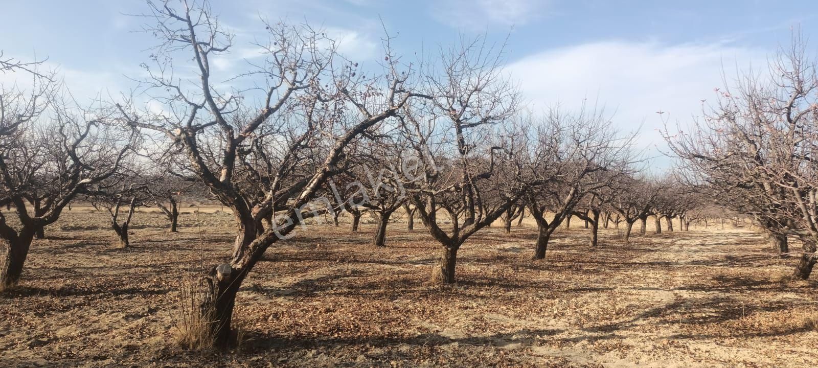 Aydıncık Emlaktan Satılık Elma Bahçesi - Görsel 24