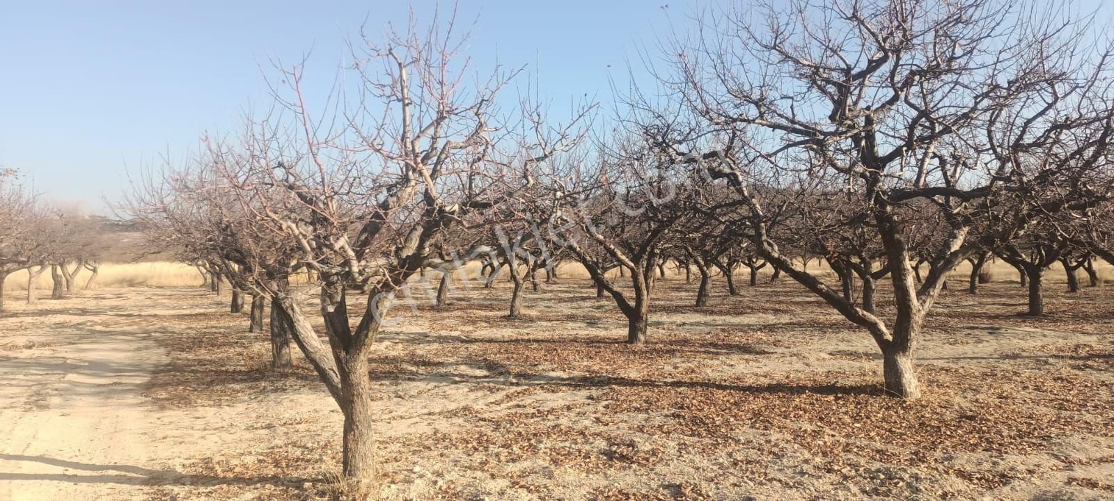 Aydıncık Emlaktan Satılık Elma Bahçesi - Görsel 5