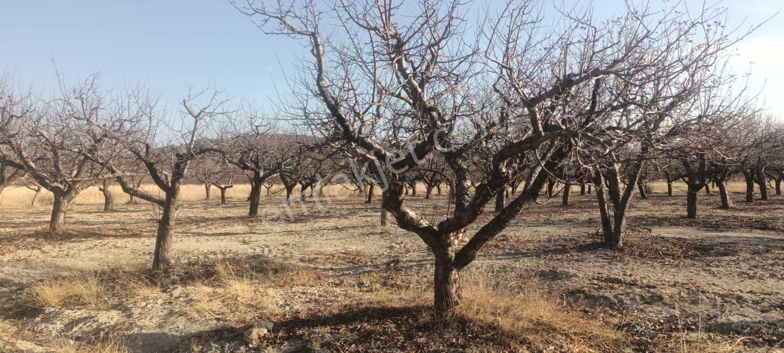 Aydıncık Emlaktan Satılık Elma Bahçesi - Görsel 2