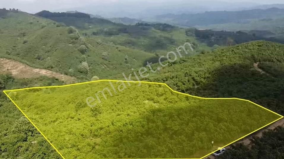 Fiyatı Düştü Çobansayfant Da Yola Cepheli Satılık Fındık Bahçesi - Görsel 5