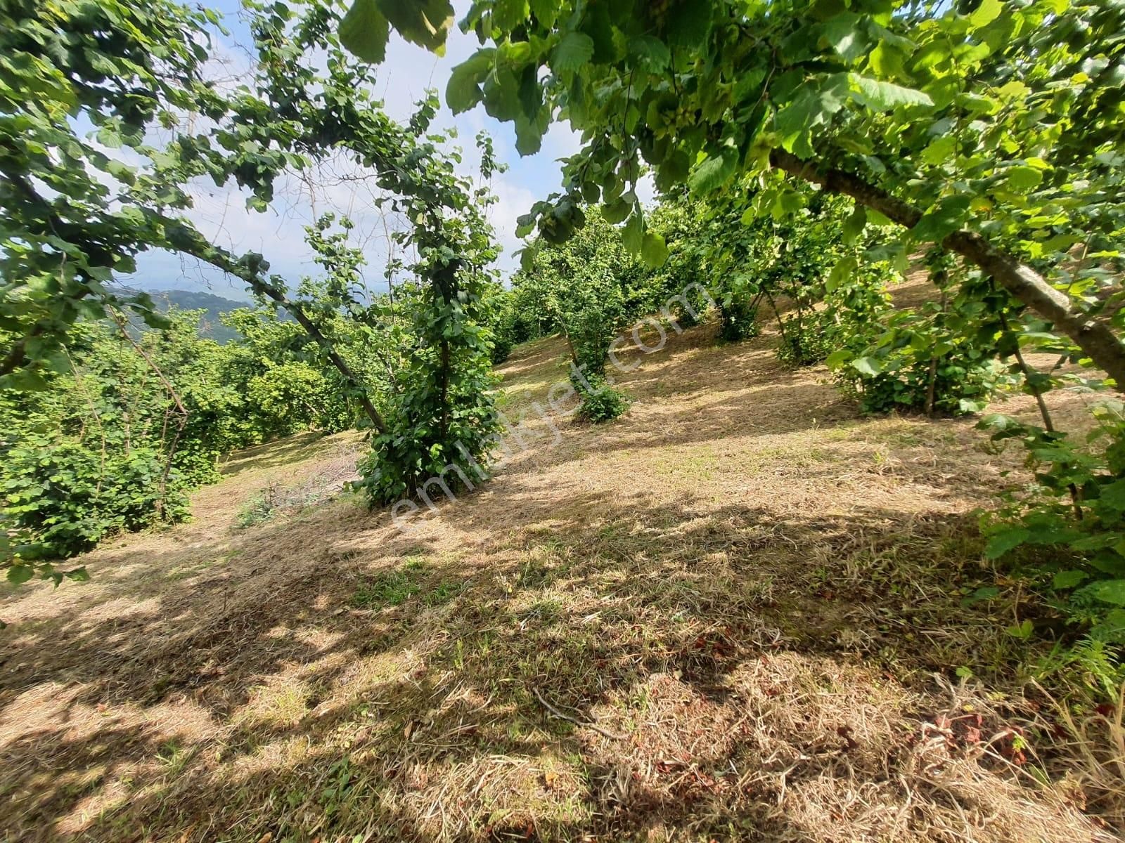 Fiyatı Düştü Çobansayfant Da Yola Cepheli Satılık Fındık Bahçesi - Görsel 8