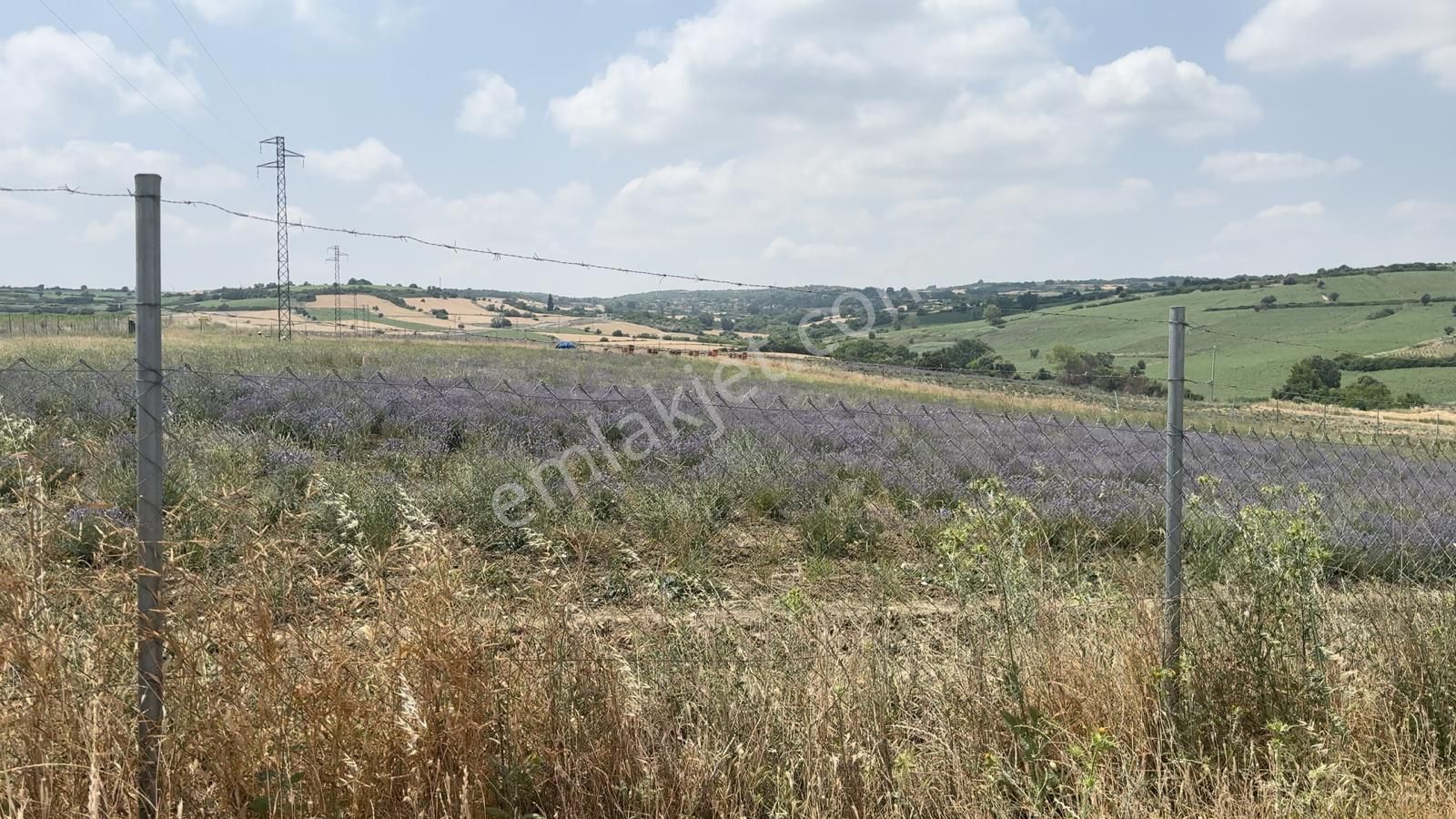 Susurluk Yıldızköy De Satılık Lavanta Bahçesi - Görsel 6