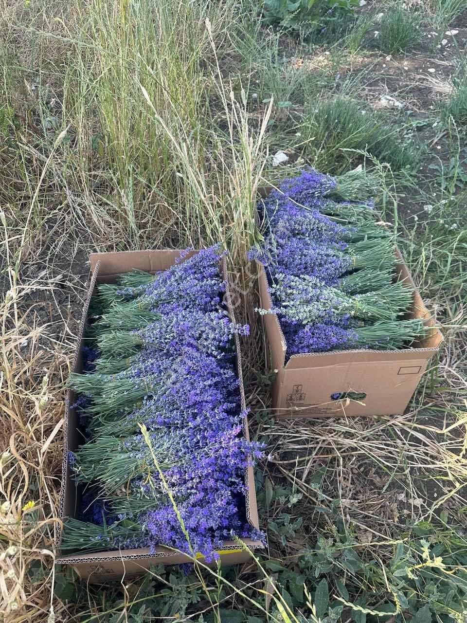 Susurluk Yıldızköy De Satılık Lavanta Bahçesi - Görsel 2