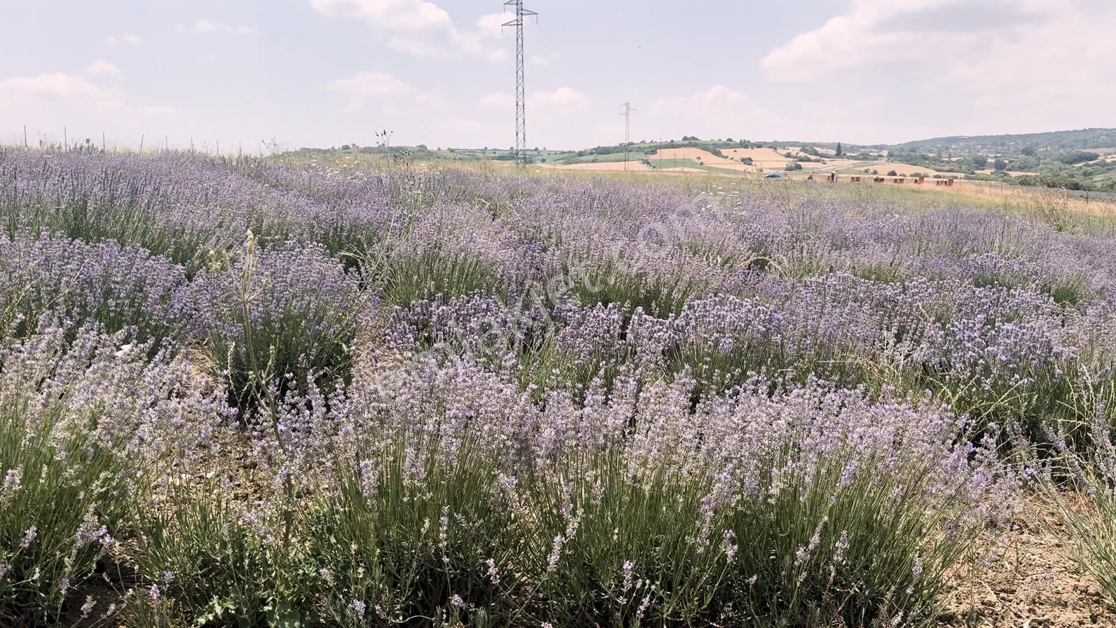 Susurluk Yıldızköy De Satılık Lavanta Bahçesi - Görsel 7