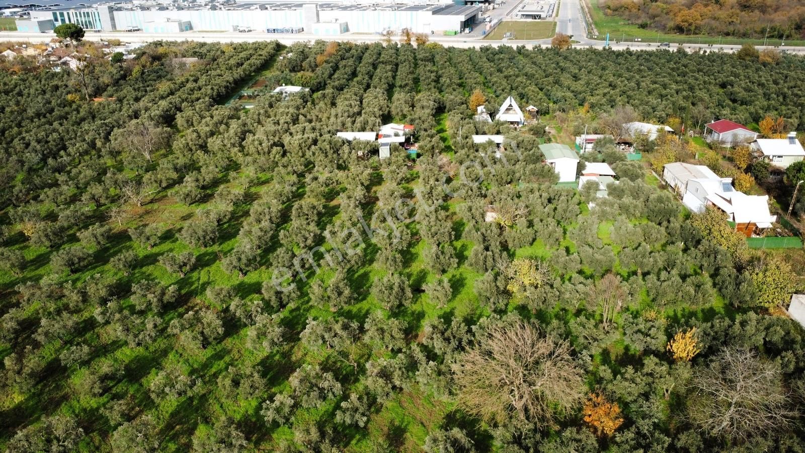 Gemlik/gençali Köyünde 2359m2 Togg Karşısı Satılık Tarla - Görsel 17