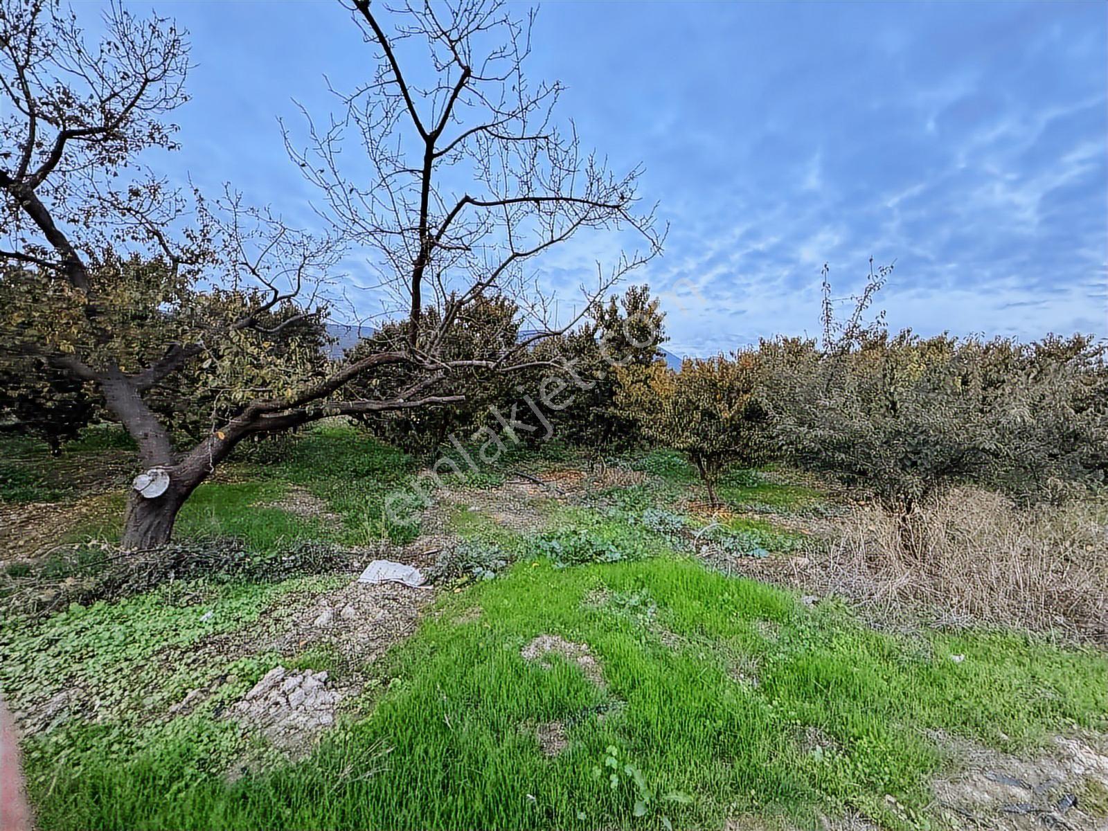 Bursa İznik Çiçeklide Satılık Şeftalilik - Görsel 19