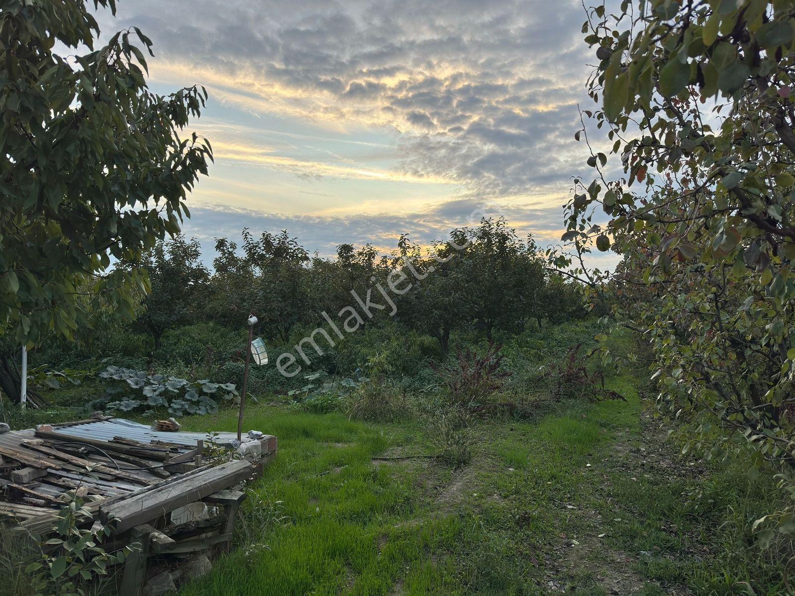 Bursa İznik Çiçeklide Satılık Şeftalilik - Görsel 8
