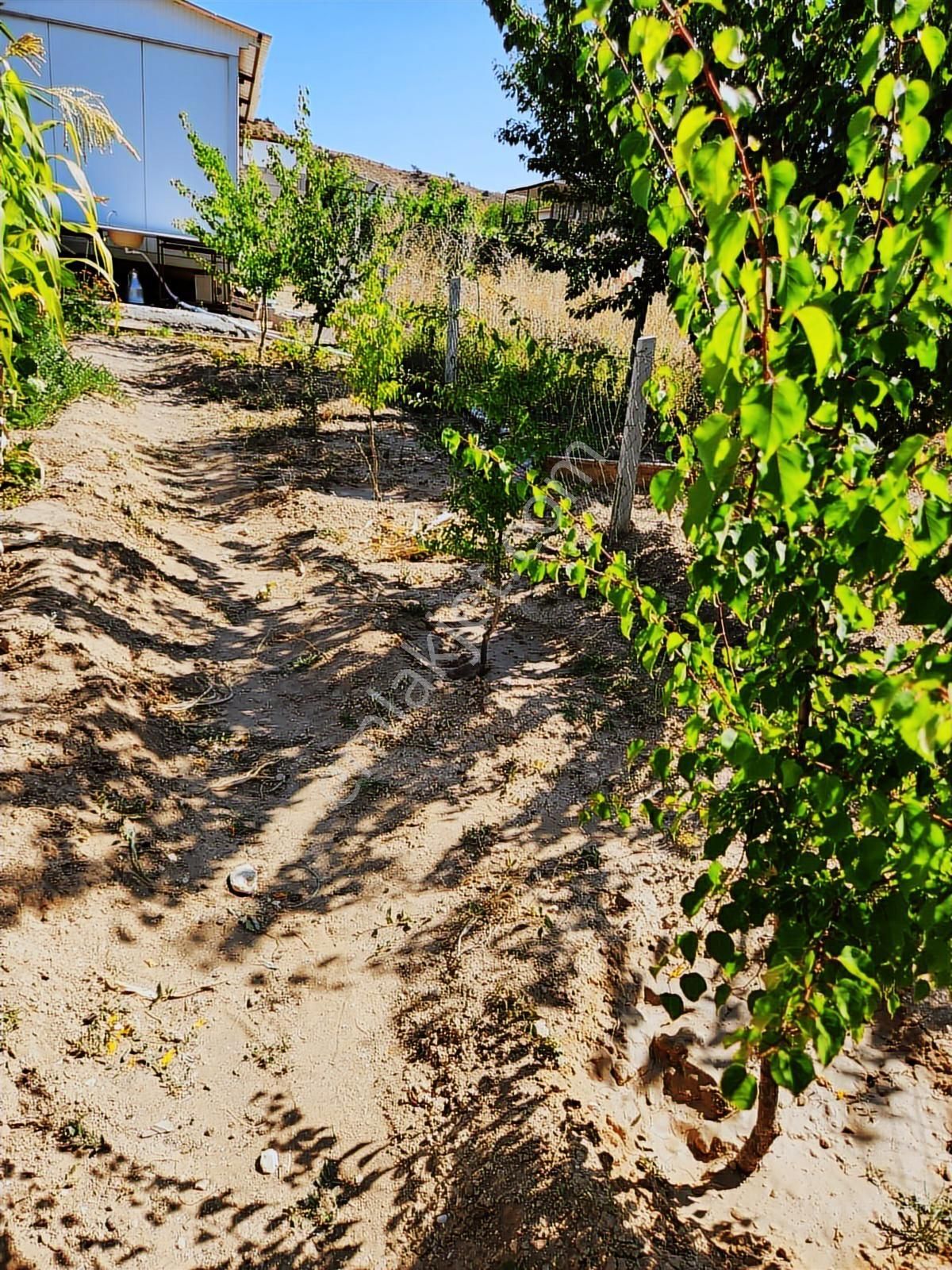 Ayaş Başbereket De 460 M2 Kullanıma Hazır Evli Bahçe - Görsel 3