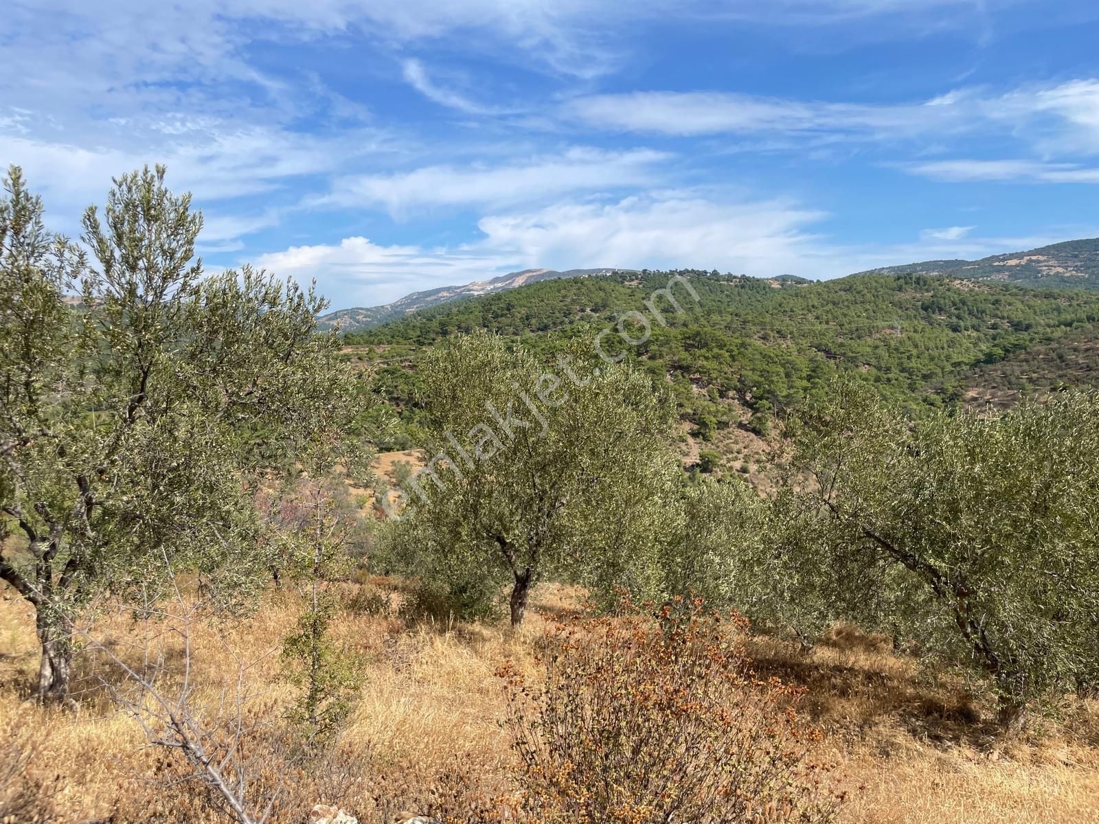 Turyap Altınoluk'tan Havran İnönü'de Satılık 8442 M2 Zeytinlik - Görsel 20