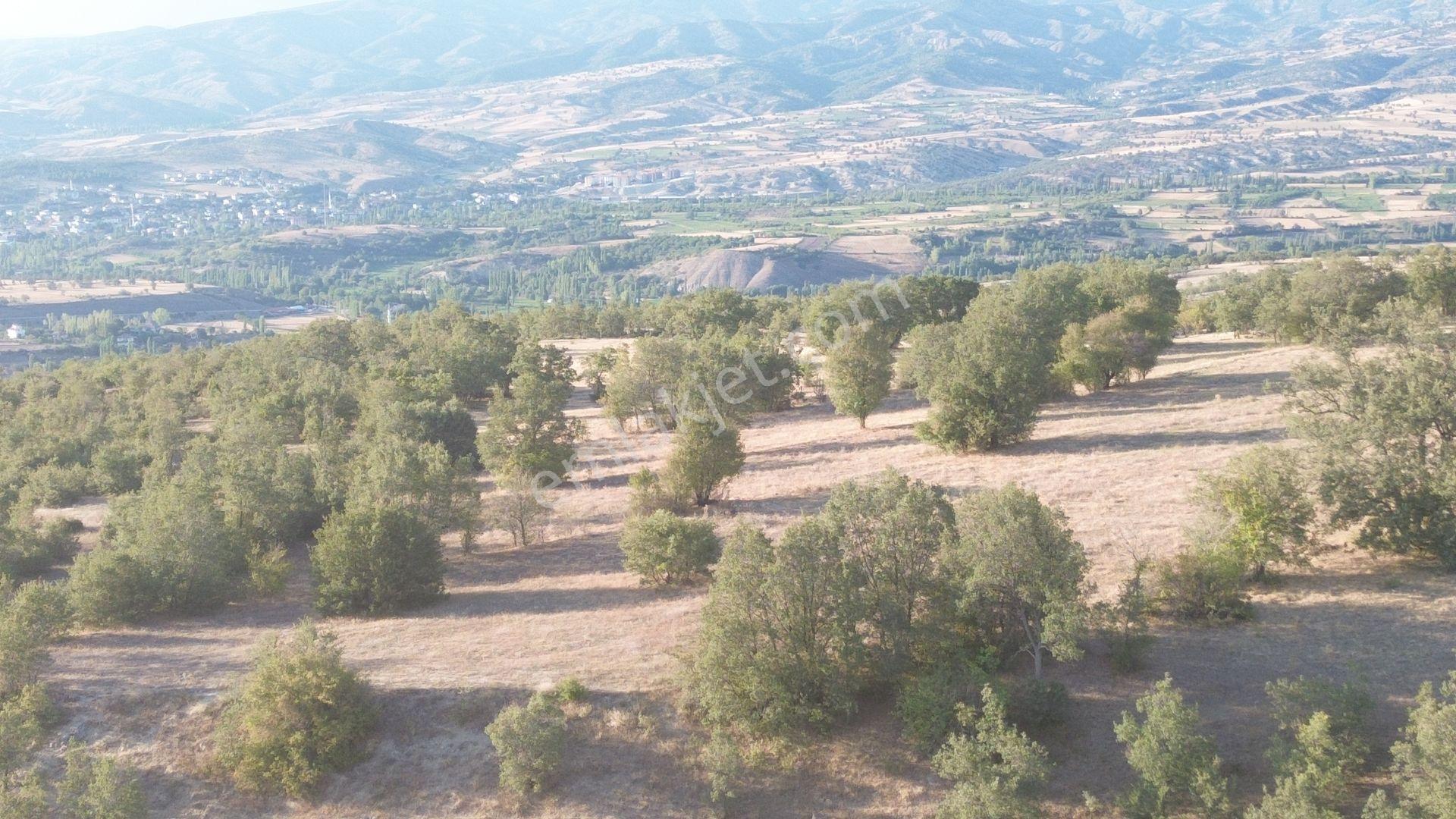 Amasya / Hamamözü / Damladere De 1.435 M² Müstakil Tarla - Görsel 5