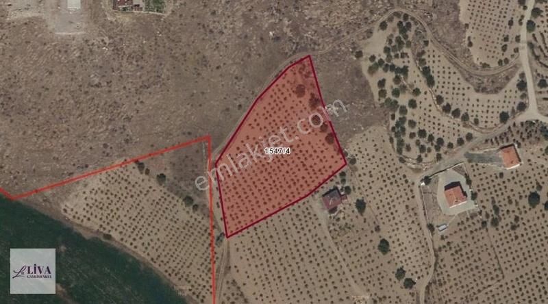 Liva'dan İncesu Hamurcu'da 7791 M² Harika Konumda Bağ - Görsel 13
