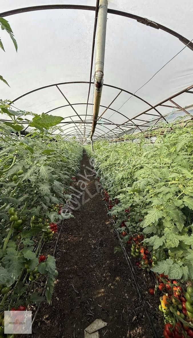 Oğuzlar Emlak'tan Antalya Demre'de Satılık 1802m2 Satılık Sera - Görsel 10