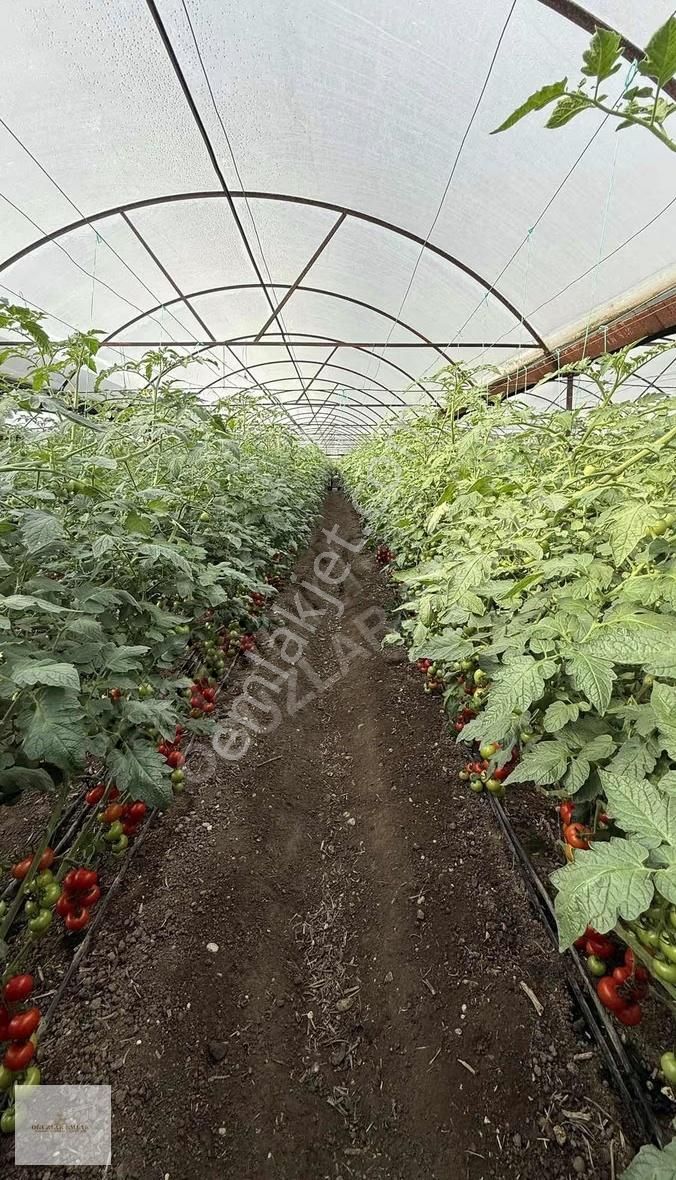 Oğuzlar Emlak'tan Antalya Demre'de Satılık 1802m2 Satılık Sera - Görsel 7