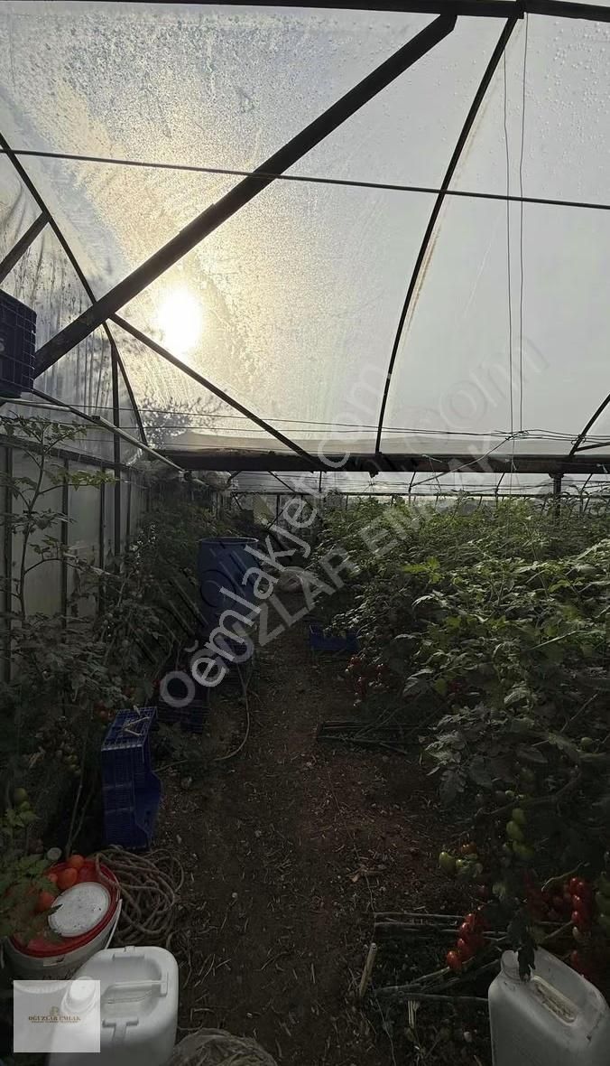 Oğuzlar Emlak'tan Antalya Demre'de Satılık 1802m2 Satılık Sera - Görsel 8