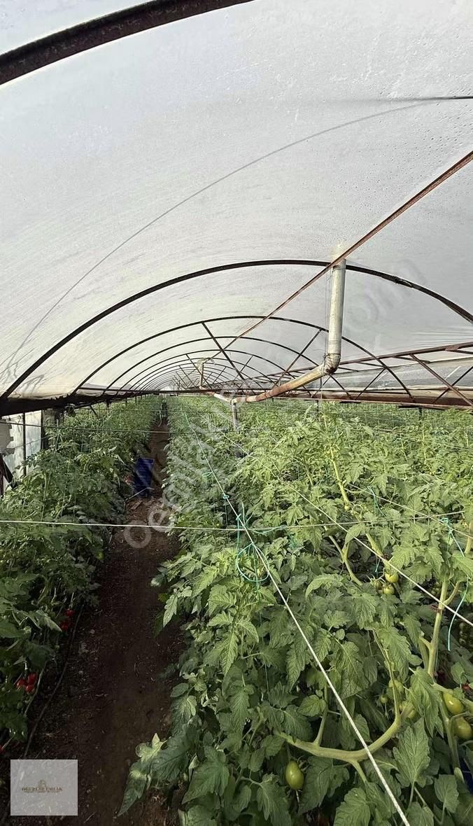 Oğuzlar Emlak'tan Antalya Demre'de Satılık 1802m2 Satılık Sera - Görsel 3