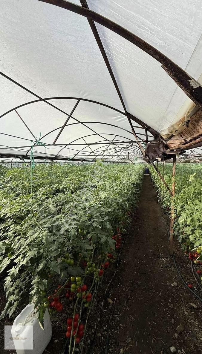 Oğuzlar Emlak'tan Antalya Demre'de Satılık 1802m2 Satılık Sera - Görsel 4