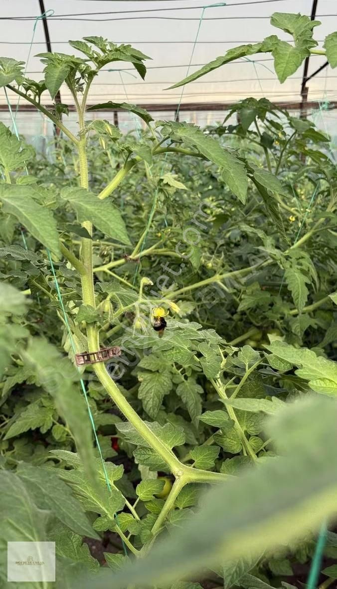 Oğuzlar Emlak'tan Antalya Demre'de Satılık 1802m2 Satılık Sera - Görsel 16