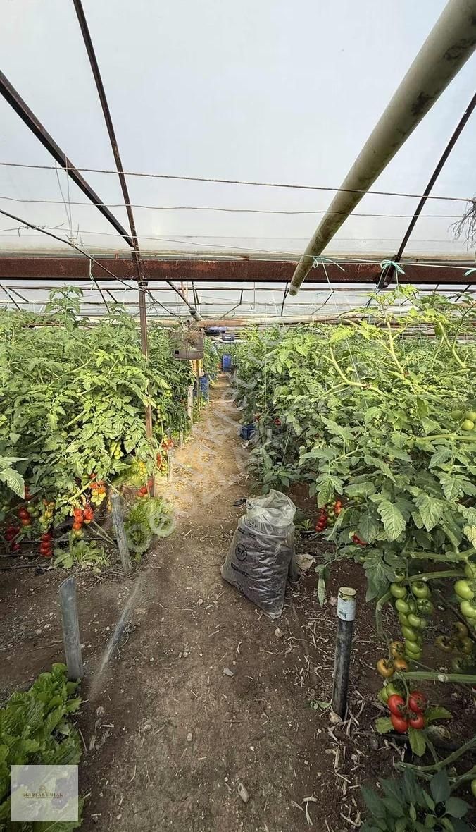 Oğuzlar Emlak'tan Antalya Demre'de Satılık 1802m2 Satılık Sera - Görsel 18