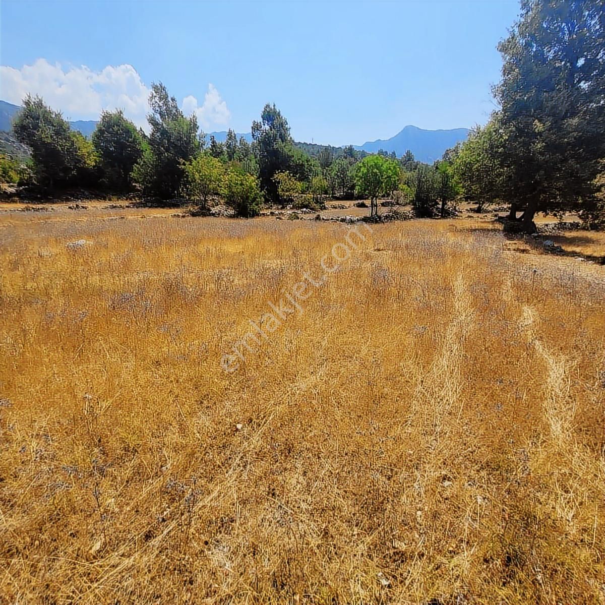 Trent Emlaktan Akseki Mahmutlu Köyünde 1167m² Satılık Tarla - Görsel 17