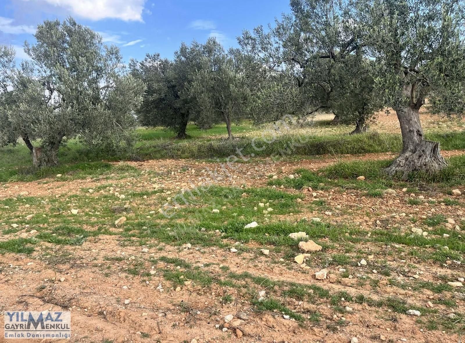 Zeytindağ'da Asfalt Yola Sıfır Satılık Zeytinlik - Görsel 2