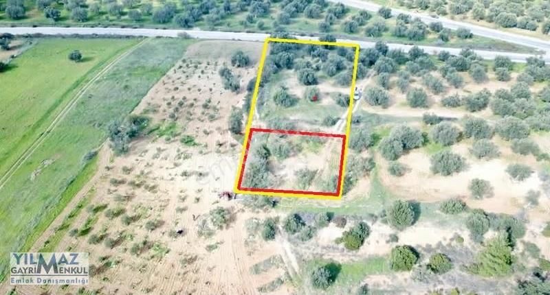 Zeytindağ'da Asfalt Yola Sıfır Satılık Zeytinlik - Görsel 8