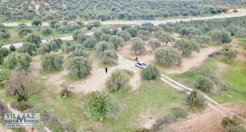 Zeytindağ'da Asfalt Yola Sıfır Satılık Zeytinlik - Görsel 11