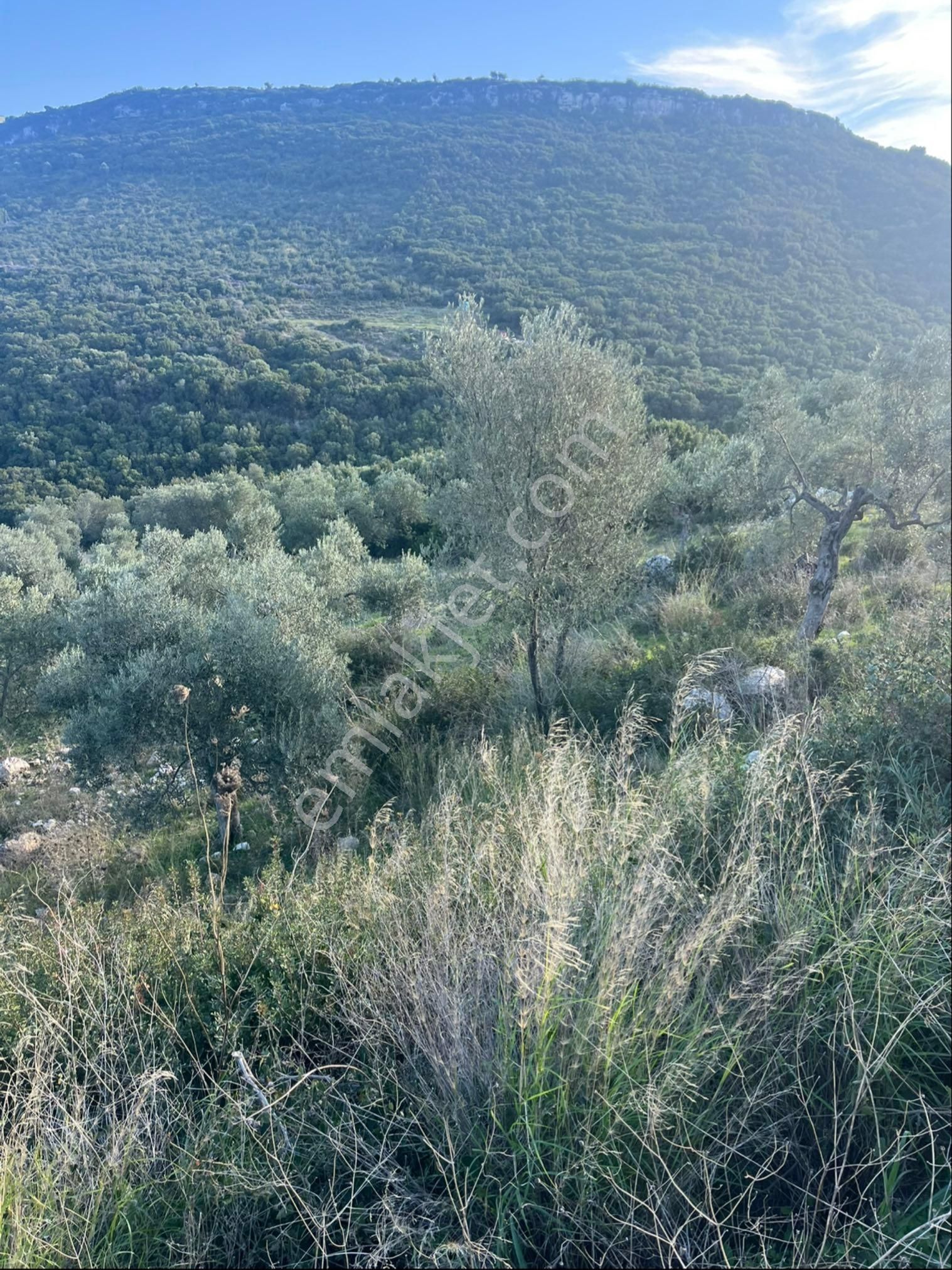 Didim Bozsekide Satılık 1 Dönüm Arsa - Görsel 15