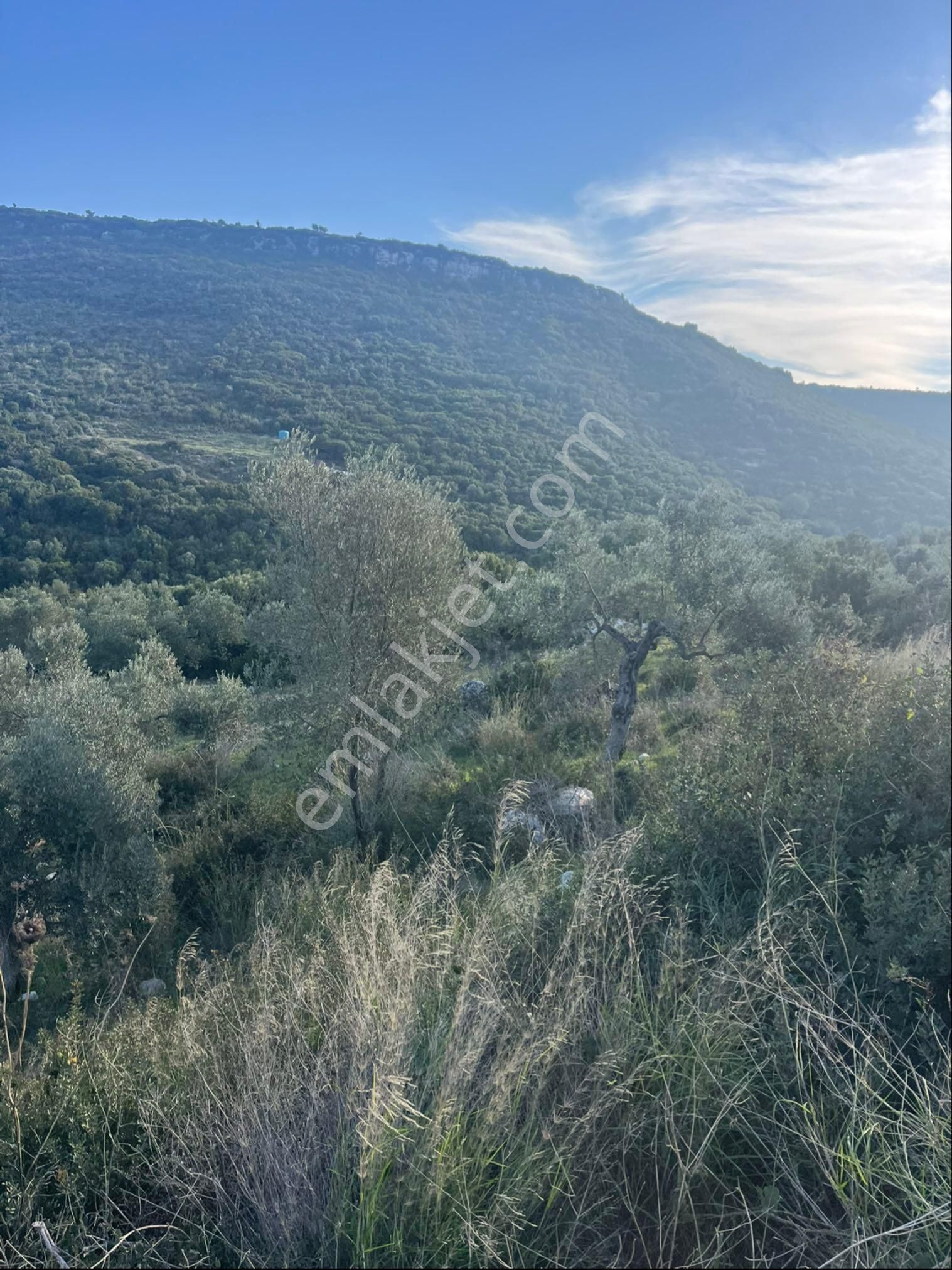 Didim Bozsekide Satılık 1 Dönüm Arsa - Görsel 14