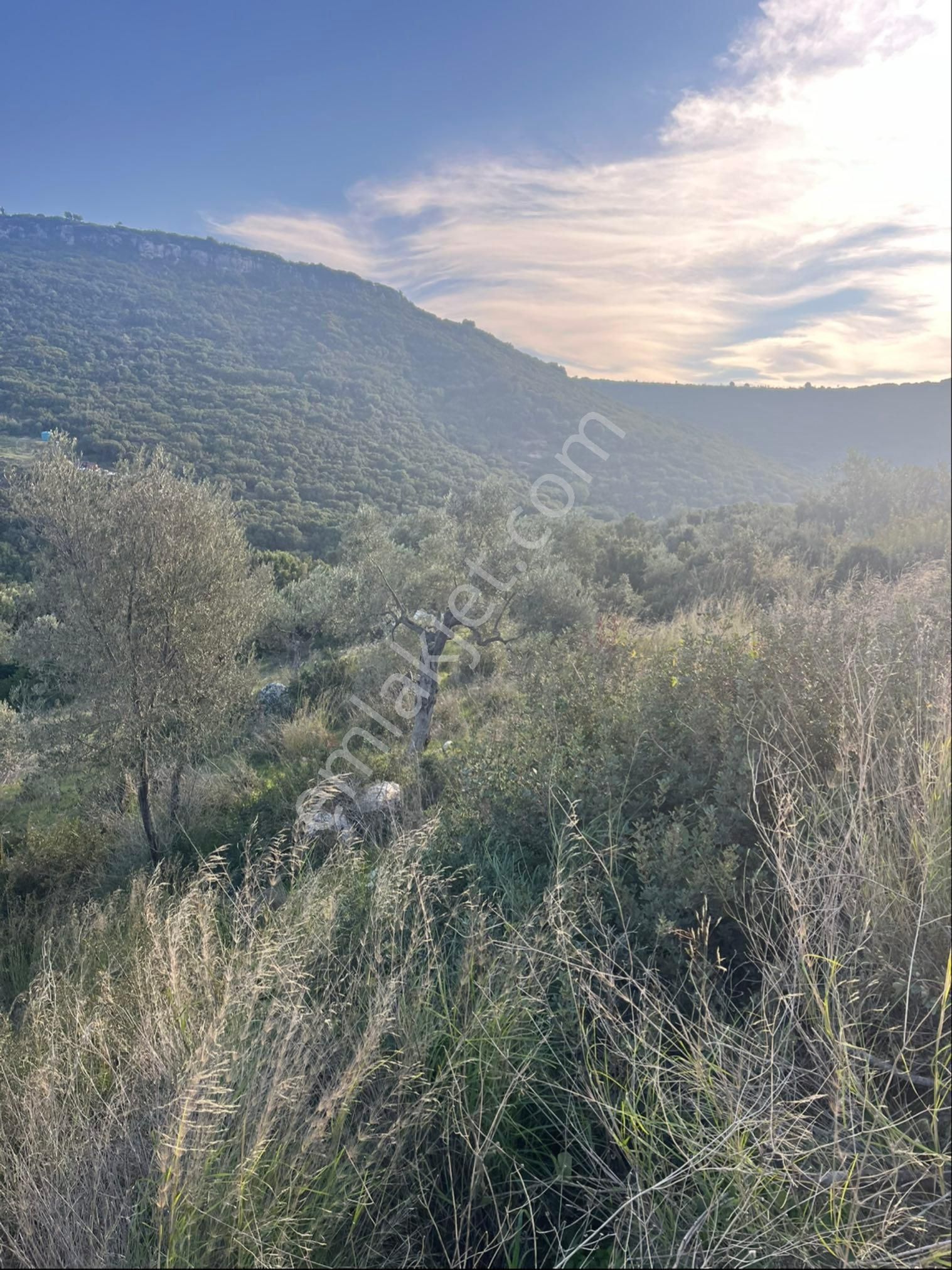 Didim Bozsekide Satılık 1 Dönüm Arsa - Görsel 17