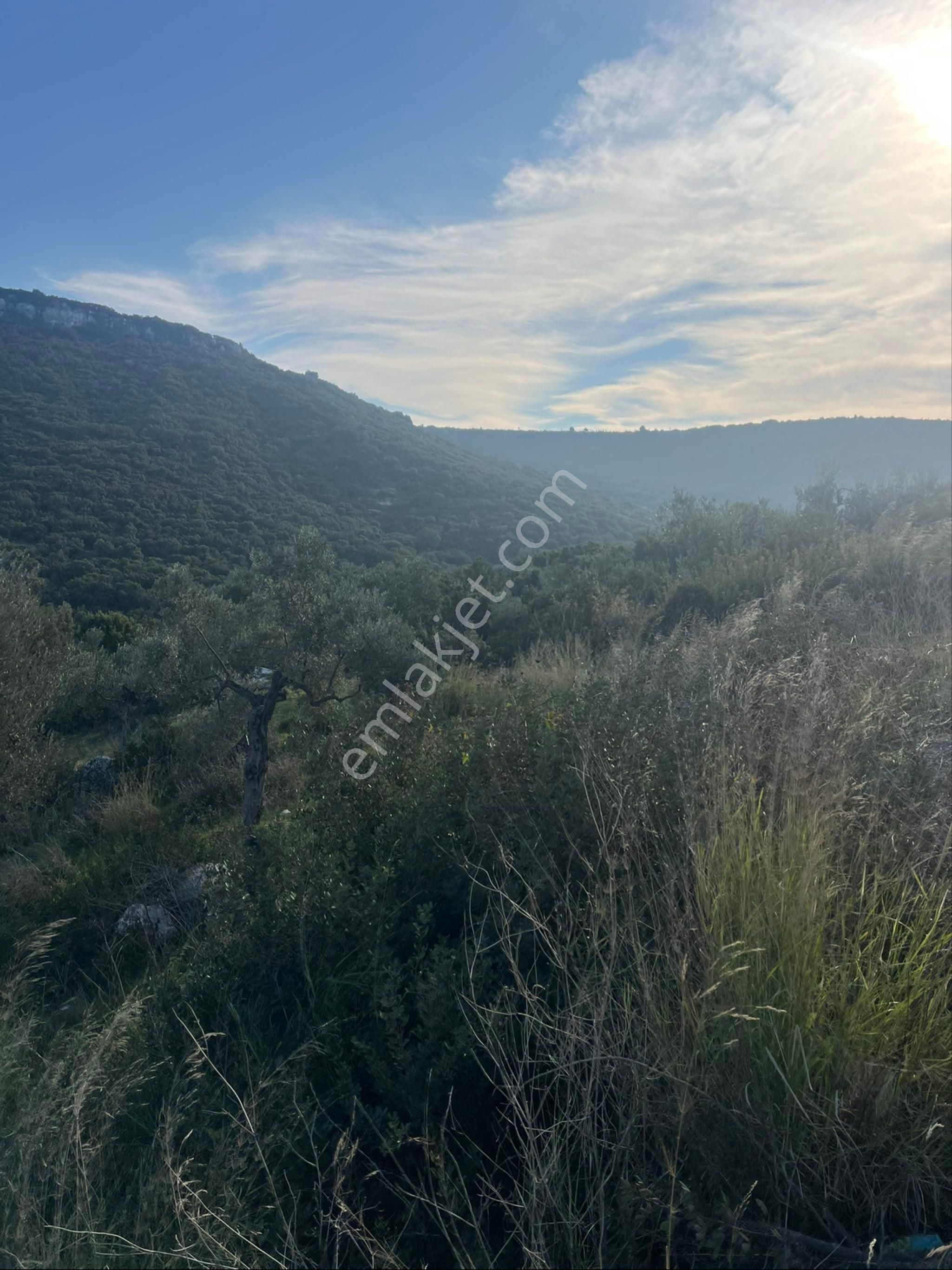 Didim Bozsekide Satılık 1 Dönüm Arsa - Görsel 9