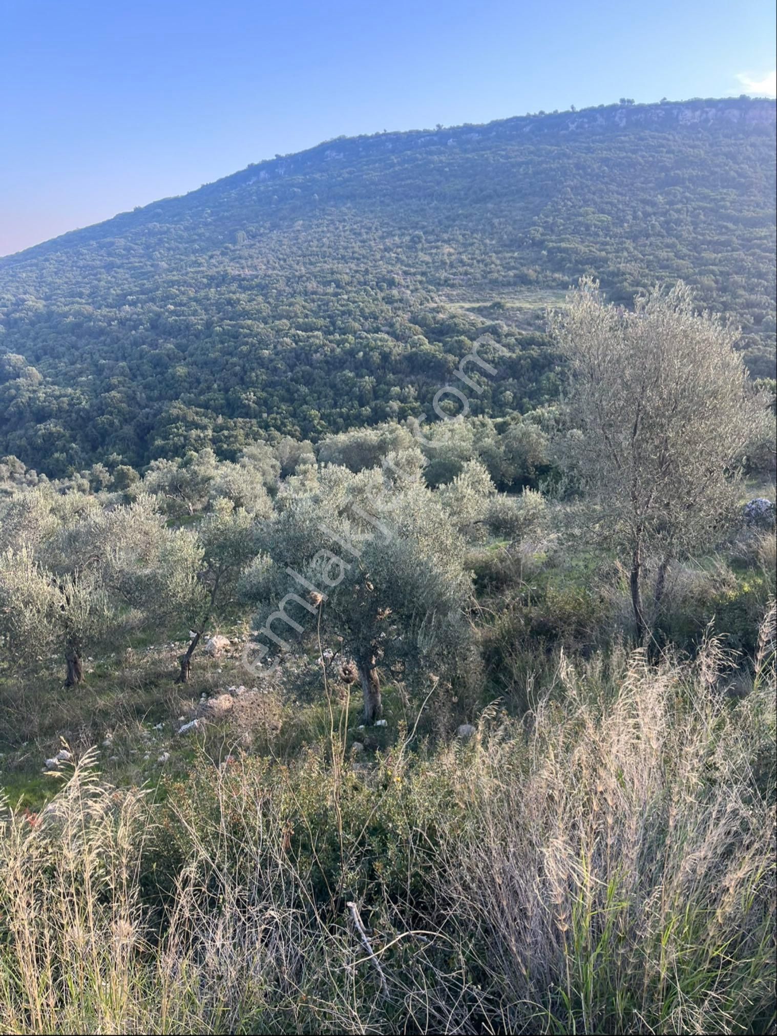 Didim Bozsekide Satılık 1 Dönüm Arsa - Görsel 11
