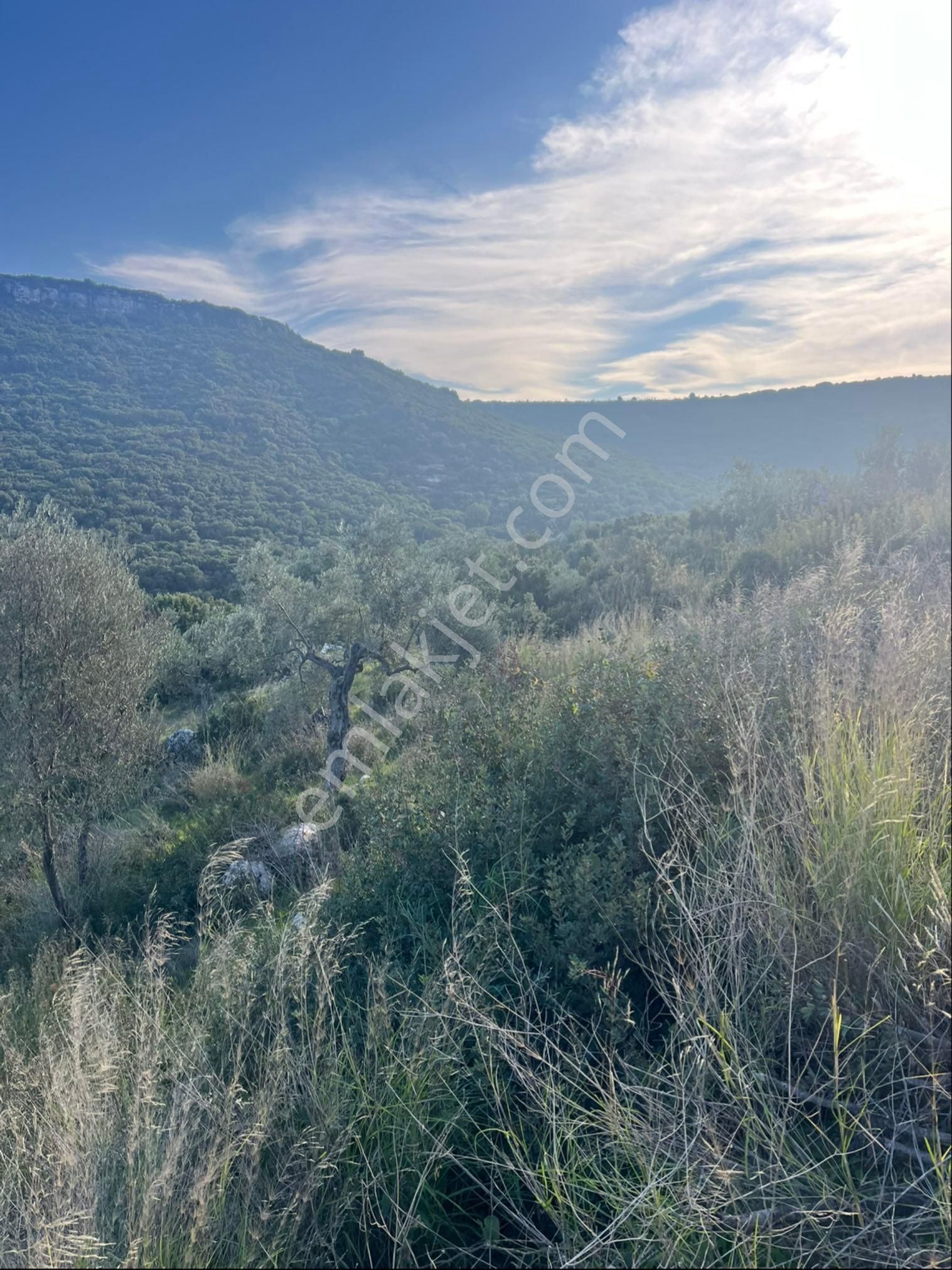 Didim Bozsekide Satılık 1 Dönüm Arsa - Görsel 16